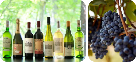 ワインとぶどう